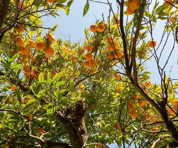 Apartman Manor House